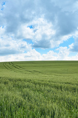 Bright sunny summer day large clouds over green field of young wheat
