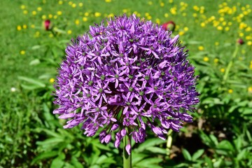 Zierlauch (Allium)