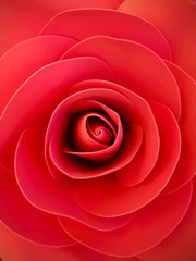 close up of red rose shape & form wallpaper backdrop or background