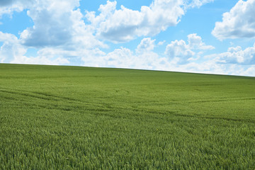 Bright sunny summer day large clouds over green field of young wheat