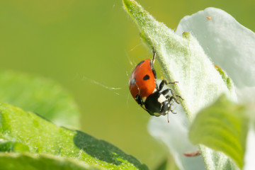 Red ladybug on green leaf macro close-up