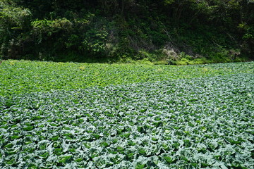 三浦半島のキャベツ畑