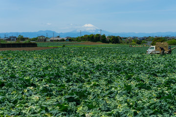 三浦半島から富士山を望む