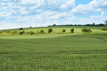 Fototapeta na wymiar Bright sunny summer day large clouds over green field of young wheat