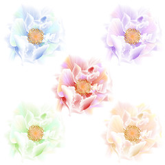 Beautiful colorful roses on white background. Vector illustration. EPS 10