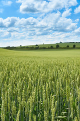 Bright sunny summer day large clouds over green field of young wheat