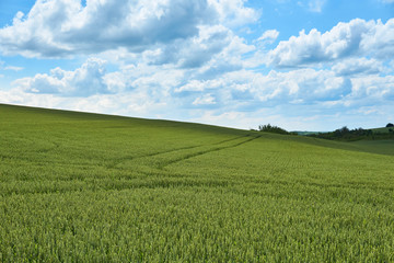 Bright sunny summer day large clouds over green field of young wheat