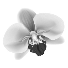 Beautiful Orchid flower isolated on white background. Vector illustration. EPS 10