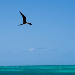 Fototapeta na wymiar Frigatebird flying over Caribbean Sea, Half Moon Caye, Lighthouse Reef Atoll, Belize
