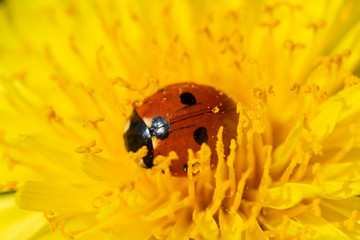 Red ladybug on dandelion flower macro close-up