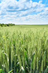 Bright sunny summer day large clouds over green field of young wheat