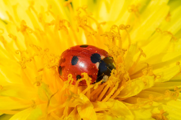 Red ladybug on dandelion flower macro close-up