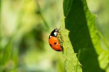 Red ladybug with pollen on green leaf macro close-up