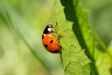 Red ladybug with pollen on green leaf macro close-up