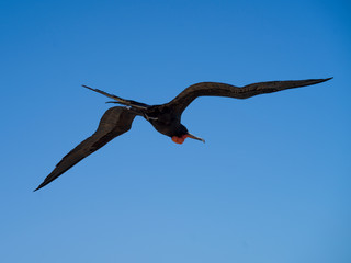 Frigatebird flying in the sky, Half Moon Caye, Lighthouse Reef Atoll, Belize