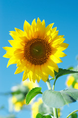 organic sunflower with a blue sky