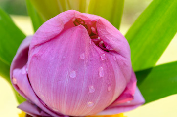 Blossom pink lotus flower bud With green leaf and water drop