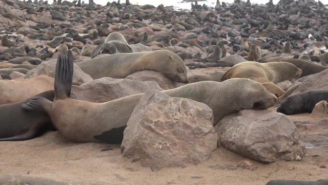 Fur seals on a sandy beach in Namibia.