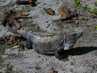Close-up of an iguana, Half Moon Caye, Lighthouse Reef Atoll, Belize