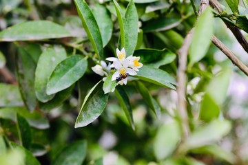 yellow flower in the garden