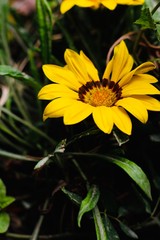 a sunflower in the garden