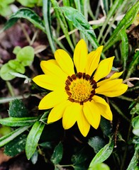 a sunflower in a garden