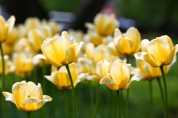 Obraz premium tulips
