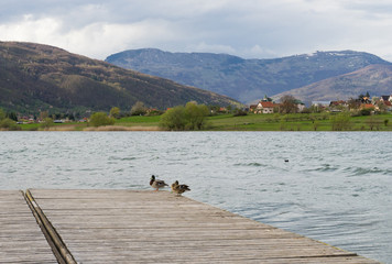 Ducks walking on a wood pier in Plav Lake with mountains, Montenegro