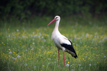 European White Stork in the nature.Beautiful bird.