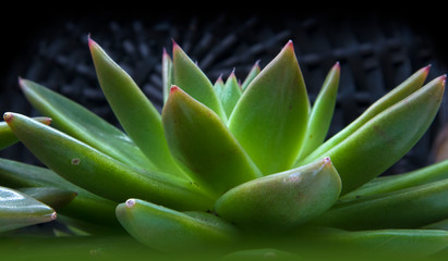 Fototapeta premium Beautiful green cactus with succulent spiky leaves named 