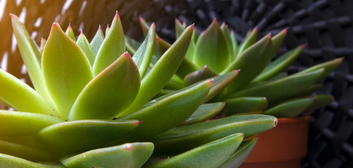 Fototapeta premium Beautiful green cactus with succulent spiky leaves named 