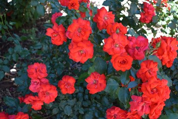 very beautiful flowers in the spring