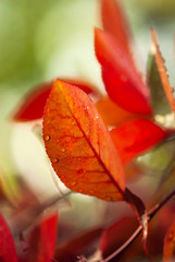 Vibrant Red Leaf