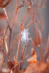 White Down Feather with Branches