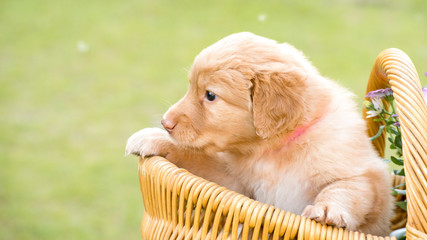 cute puppy dog lover hundewelpen hoverwart blond tierbabys haustier hund vierbeiner welpe wachhund...
