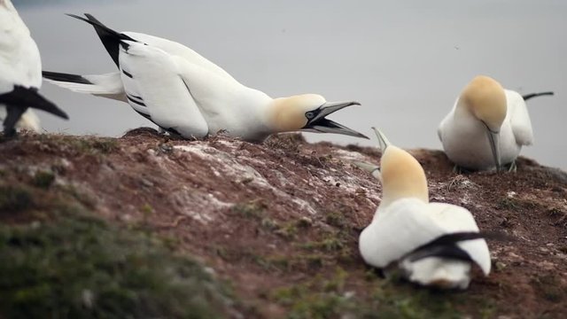 Northern gannet (Morus bassanus) nesting on a rock. Large colony of birds on the island of Helgoland. Shallow depth of field. Portrait, no people. Slow motion. Combat and defense. Slow motion.