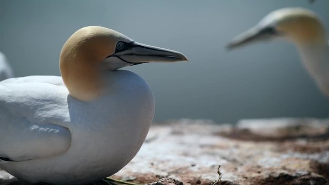 Northern gannet (Morus bassanus) nesting on a rock. Large colony of birds on the island of Helgoland. Shallow depth of field. Portrait, no people.