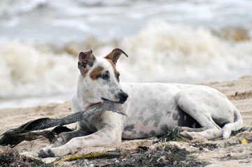Obraz premium Straßenhund am Meer
