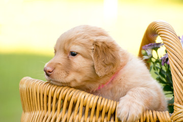 cute puppy dog lover hundewelpen hoverwart blond tierbabys haustier hund vierbeiner welpe wachhund...