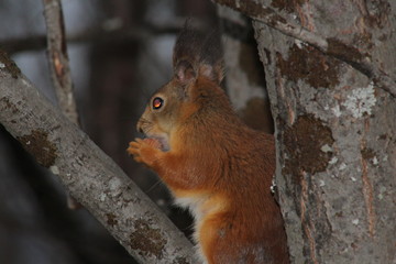 Naklejka na ściany i meble red squirrel on a tree