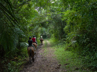Tourists riding horses, Chaa Creek Road, Chaa Creek Nature Reserve, San Ignacio, Belize - 269429145