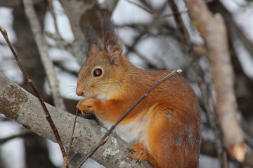 red squirrel on a tree