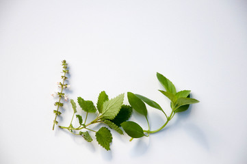 branch with green leaves isolated on white