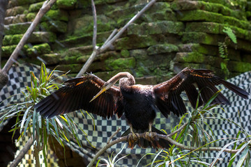 African darter drying wings