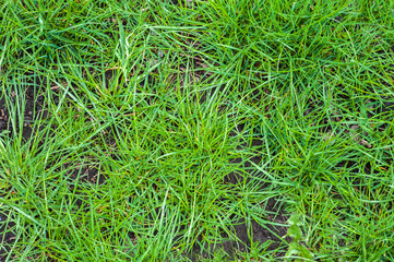 Green grass texture for background. Jagged lawn with bald spots