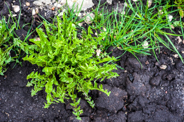 Green weeds in black dug earth