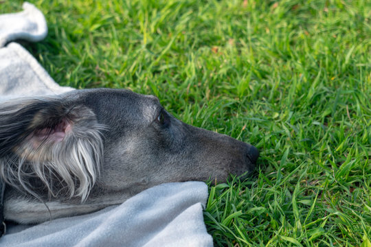 Turkmen hound resting on the grass. Close-up. The dog walks on a sunny summer day. After a long run, the greyhound lay down to rest.