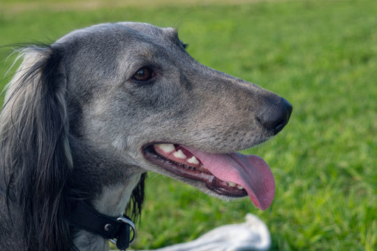 The Turkmen Hound stuck out her tongue, resting on the grass. Close-up. The dog walks on a sunny summer day. After a long run, greyhound lay down to rest.