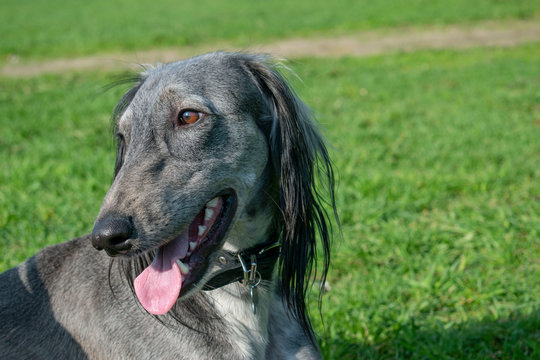 The Turkmen Hound stuck out her tongue, resting on the grass. Close-up. The dog walks on a sunny summer day. After a long run, greyhound lay down to rest.