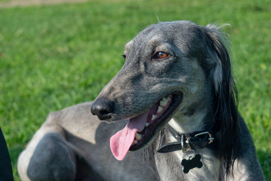The Turkmen Hound stuck out her tongue, resting on the grass. Close-up. The dog walks on a sunny summer day. After a long run, greyhound lay down to rest.